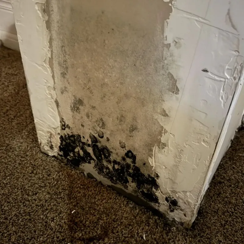 Professional Mold Removal in Springfield, MA